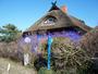 Insel Hiddensee / Vitte - "Henni-Lehmann-Haus" oder auch "Blaue Scheune"
