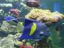 Stralsund - Aquarium im Meeresmuseum