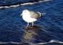 Rügen - Möwe