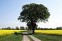 Frühling auf Rügen - einsamer Weg durch ein Rapsfeld