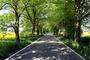 Frühling auf Rügen - typische Alleenstraße